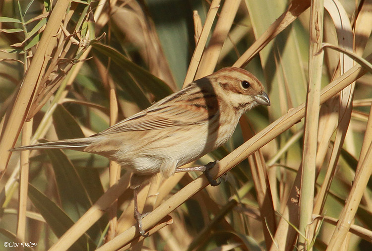 Reed Bunting  Emberiza schoeniclus Harod Valley,December 2010. Lior Kislev       2010 . .